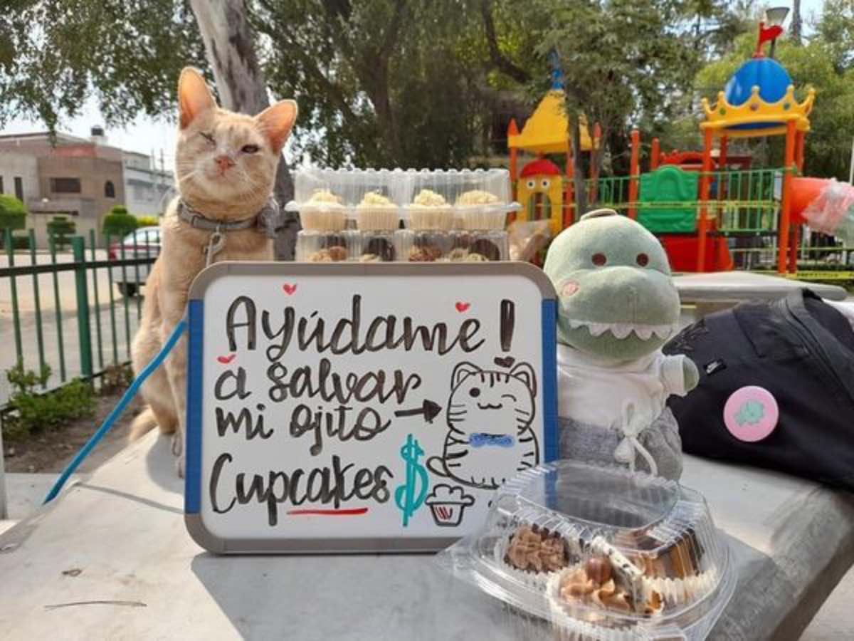 Gato vende cupcakes para salvar su ojo y no quedar ciego