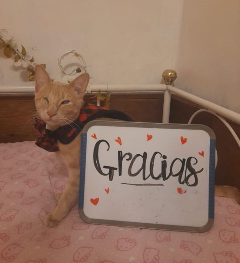 Gato vende cupcakes para salvar su ojo y no quedar ciego