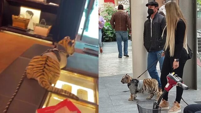 Captan a mujer paseando con tigre en Plaza Antara