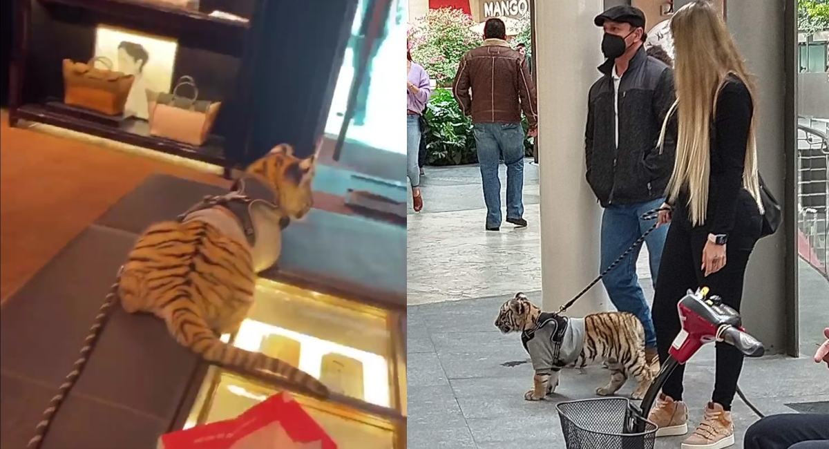 Captan a mujer paseando con tigre en Plaza Antara