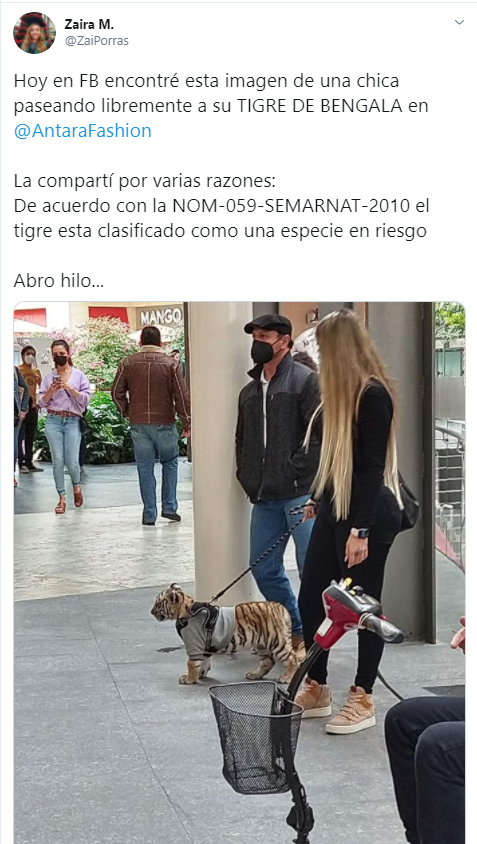 Captan a mujer paseando con tigre en Plaza Antara