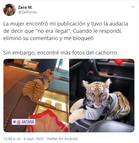 Captan a mujer paseando con tigre en Plaza Antara