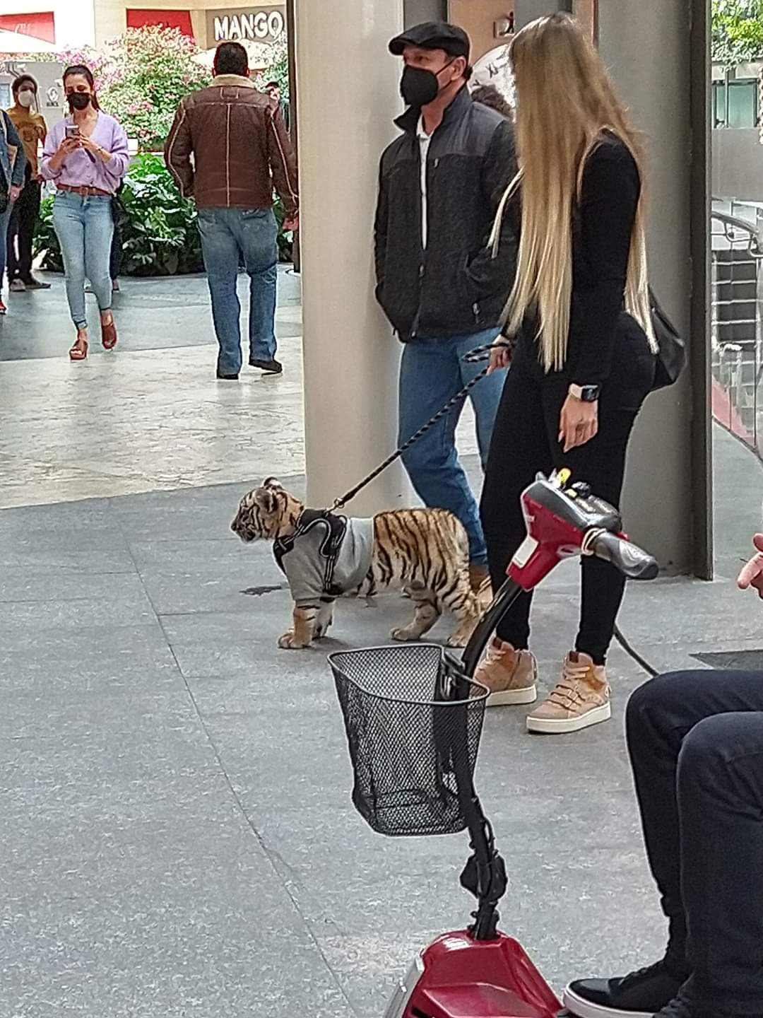 Captan a mujer paseando con tigre en Plaza Antara