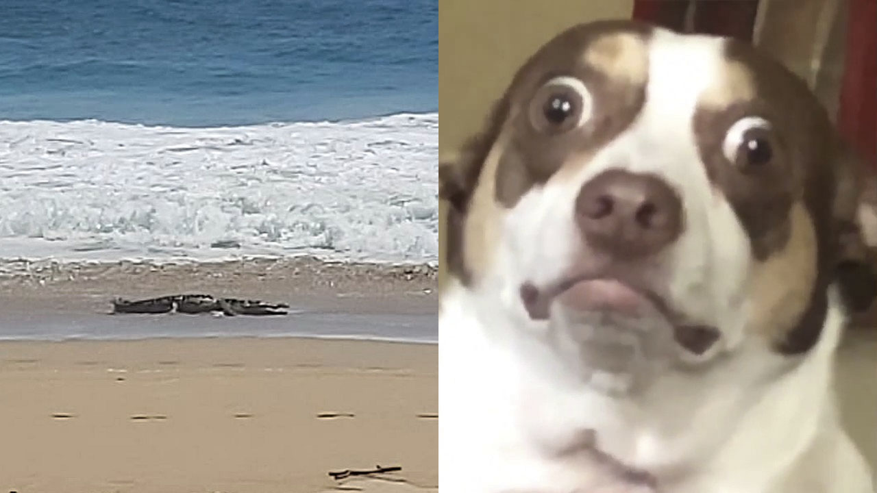 Enorme cocodrilo aparece en las playas de Acapulco y asusta a los habitantes