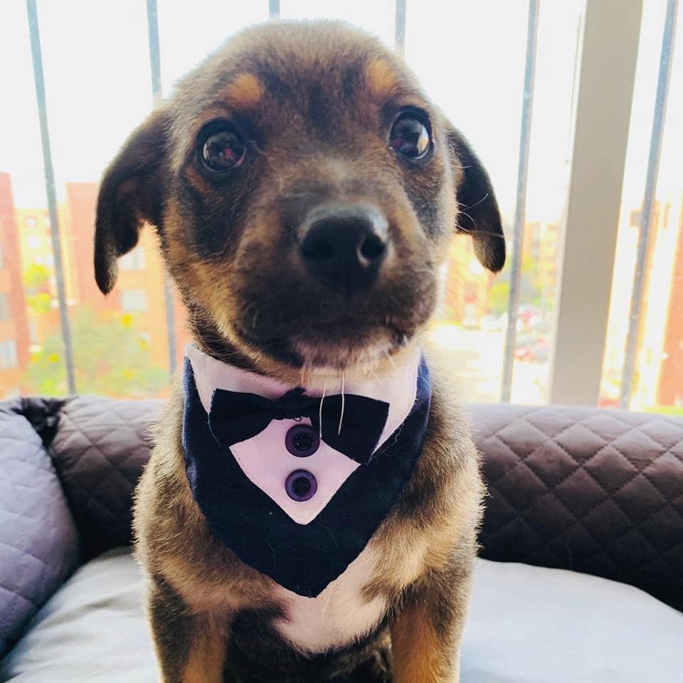 Dejan plantado a perro el día de su adopción, se hace viral y encuentra hogar