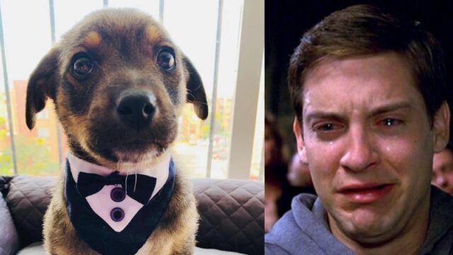 Dejan plantado a perro el dÃ­a de su adopciÃ³n, se hace viral y encuentra hogar
