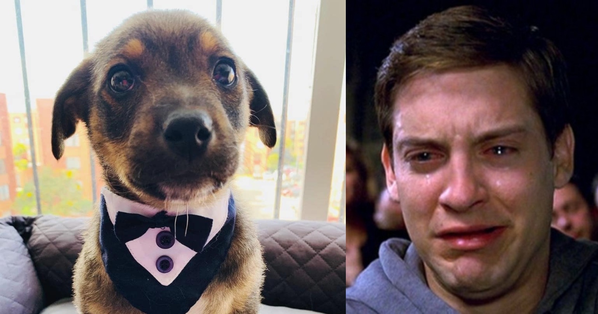 Dejan plantado a perro el día de su adopción, se hace viral y encuentra hogar
