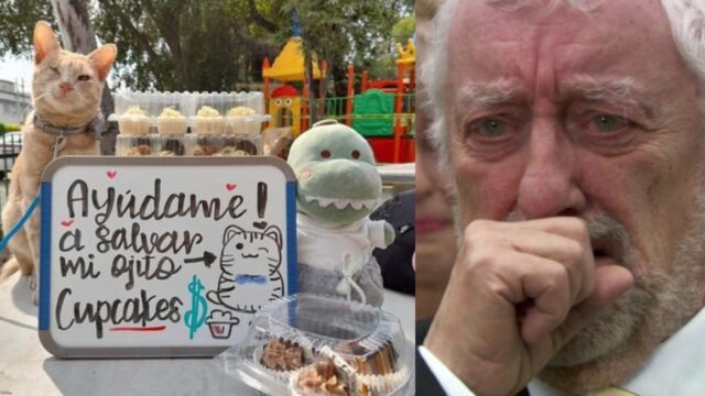 Gato vende cupcakes para salvar su ojo y no quedar ciego