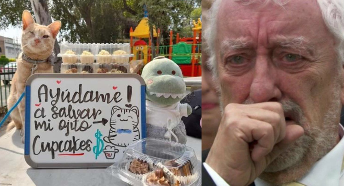 Gato vende cupcakes para salvar su ojo y no quedar ciego