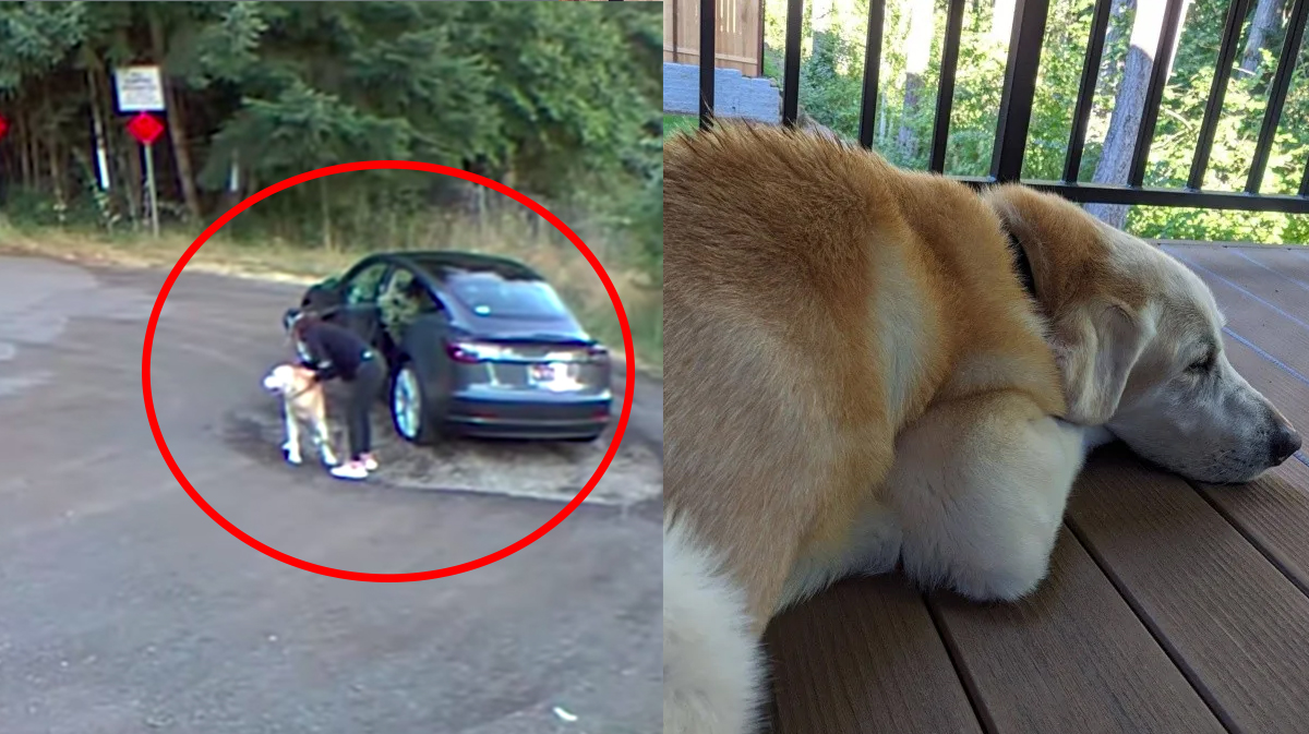 Video captura el momento en el que una mujer abandona a su perrito en el bosque