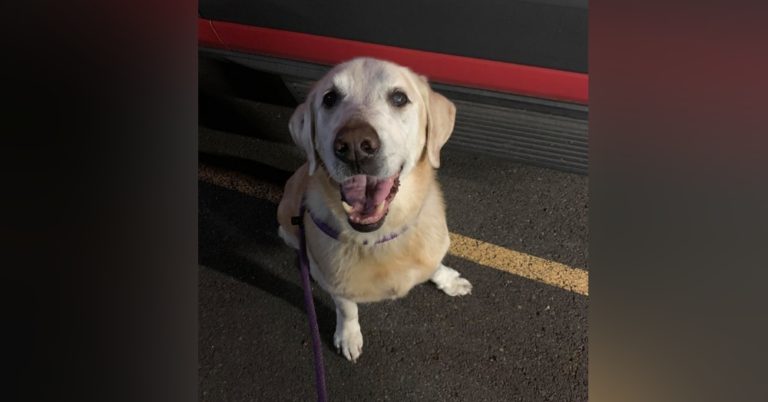 Mujer que abandonó a su perro en carretera enfrenta sanción
