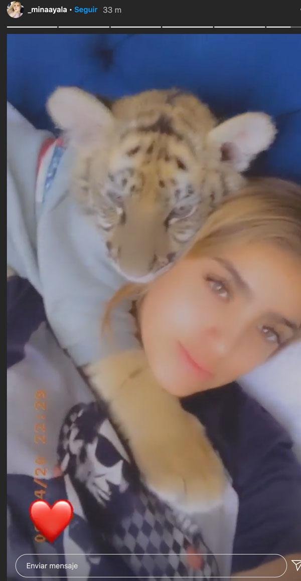 El tigre de Antara es de la novia de un futbolista del América 