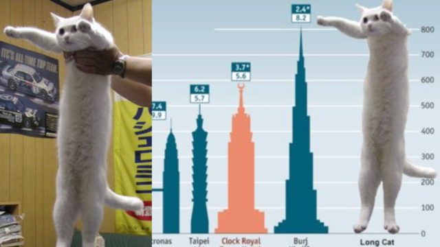 Muere Nobiko, el famoso gato del meme "Longcat"