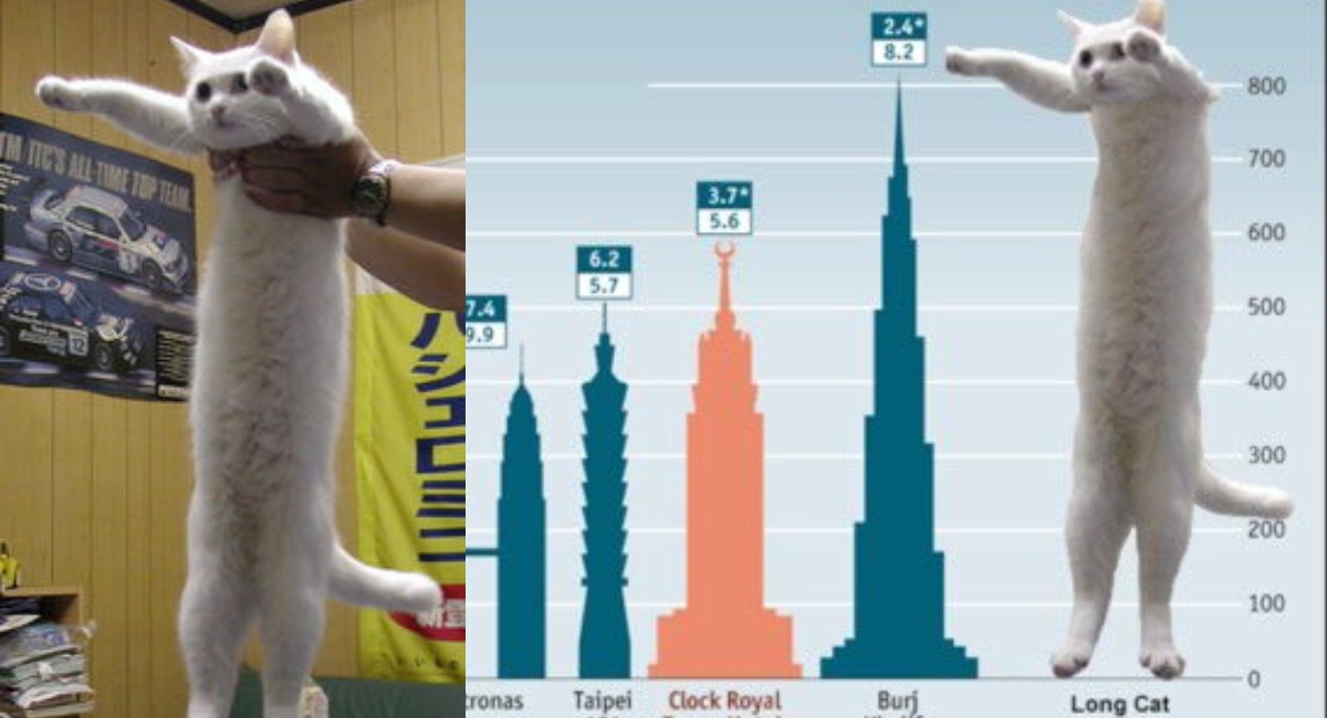 Muere Nobiko, el famoso gato del meme "Longcat"
