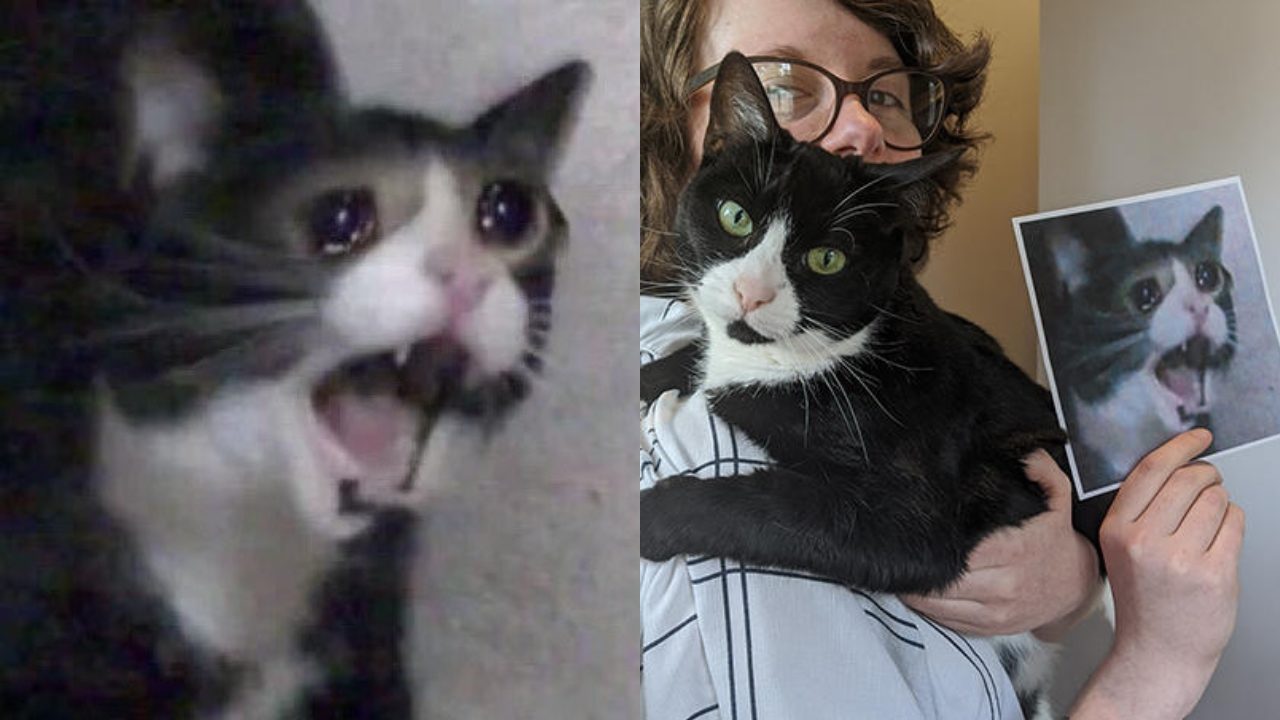 Muere "Screaming Cat", el famoso meme del gato gritando