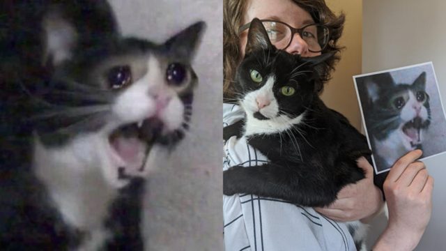 Muere "Screaming Cat", el famoso meme del gato gritando