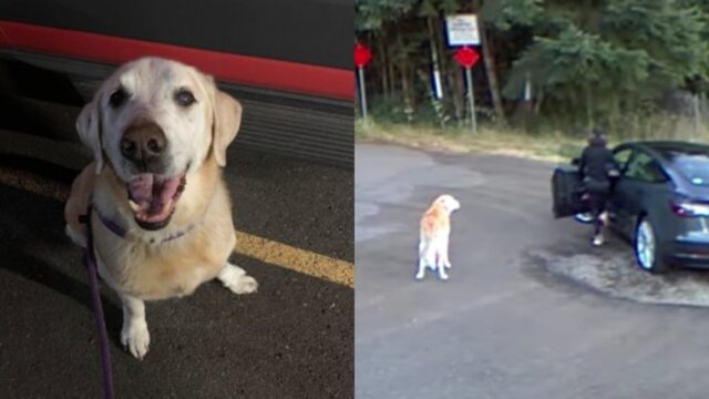 Mujer que abandonó a su perro en carretera enfrenta sanción