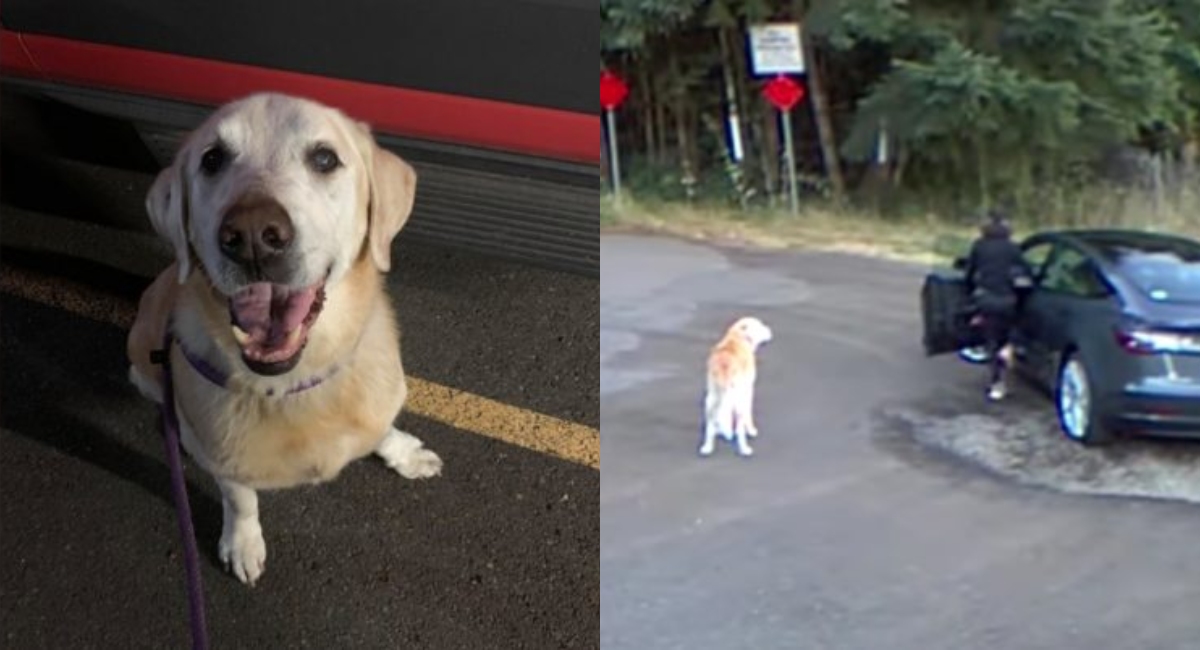 Mujer que abandonó a su perro en carretera enfrenta sanción