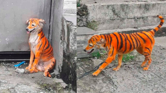 Asociación busca a un perrito que pintaron como tigre para salvarlo