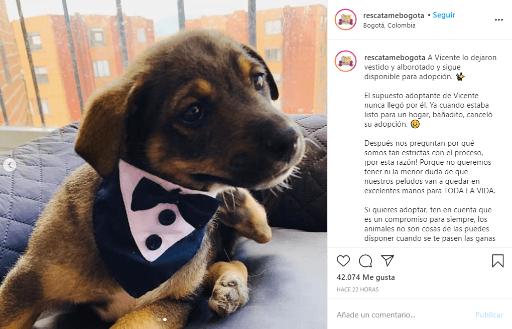 Dejan plantado a perro el día de su adopción, se hace viral y encuentra hogar