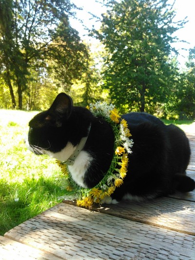 Muere "Screaming Cat", el famoso meme del gato gritando