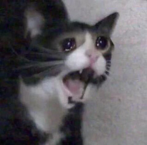 Muere "Screaming Cat", el famoso meme del gato gritando