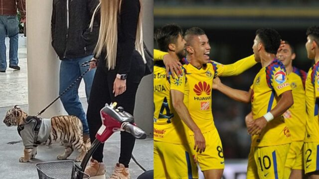 El tigre de Antara es de la novia de un futbolista del AmÃ©rica