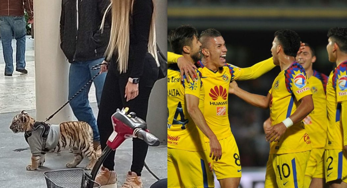 El tigre de Antara es de la novia de un futbolista del América