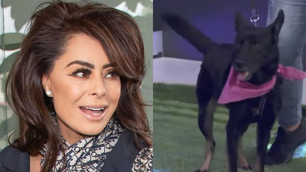 Yadhira Carrillo reaparece en televisión para dar en adopción a 120 perritos