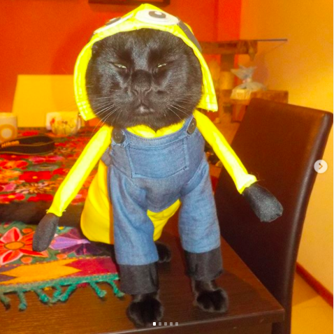 21 Disfraces para celebrar Halloween con tus perritos y gatitos