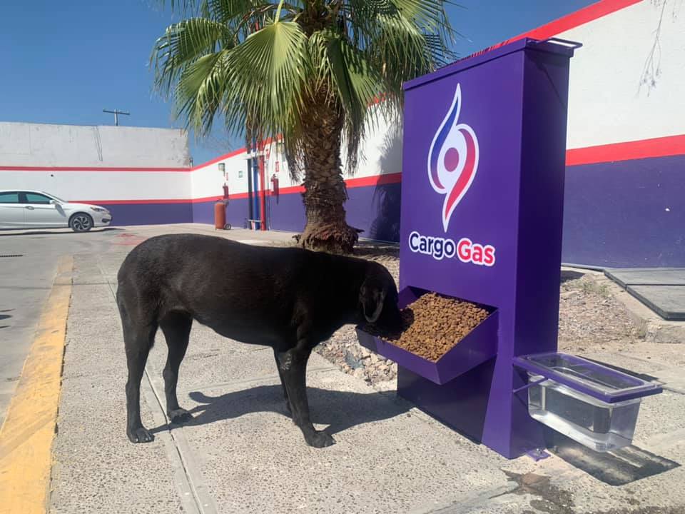 Gasolinería mexicana ofrece comida a perritos callejeros