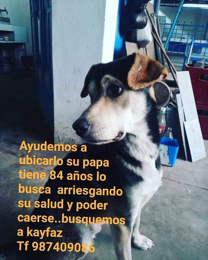 Perro perdido Kayfaz es buscado por un abuelo de 84 aÃ±os