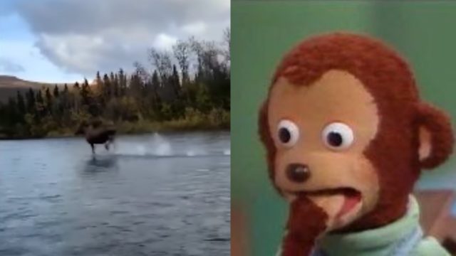 Alce corriendo sobre el agua