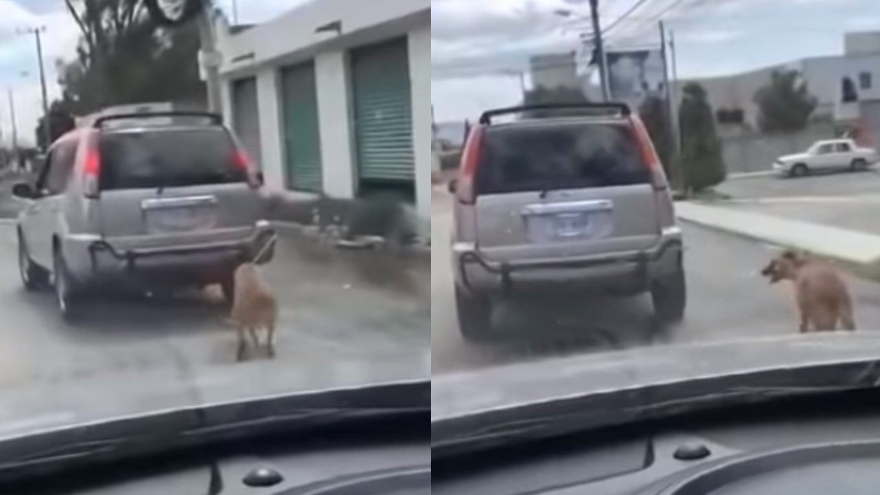 Perro es amarrado a una camioneta y lo arrastran por la calle