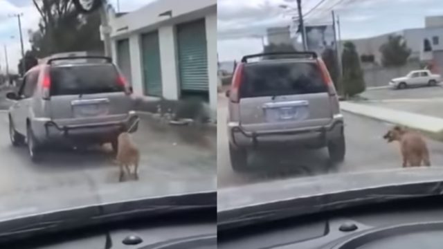 Perro es amarrado a una camioneta y lo arrastran por la calle