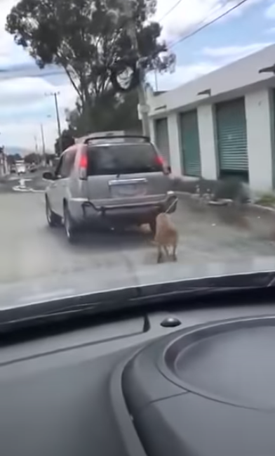 Perro es amarrado a una camioneta y lo arrastran por la calle
