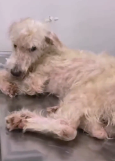 Bruno exigen justicia para el perro que sufrió maltrato animal
