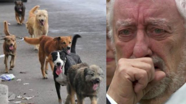 Crean albergue para perros callejeros en Tijuana