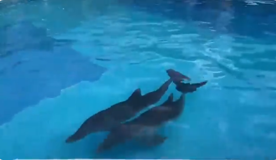 Trasladan delfines a alberca por huracán Delta en Quintana Roo