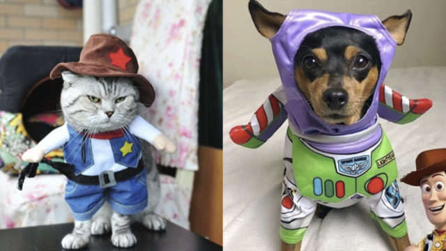21 Disfraces para celebrar Halloween con tus perritos y gatitos