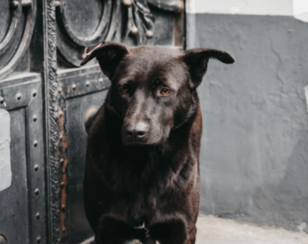 empresa contrata perritos callejeros