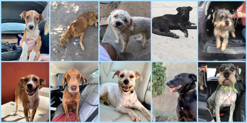 Crean albergue para perros callejeros en Tijuana