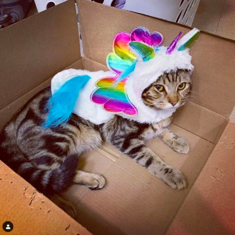 21 Disfraces para celebrar Halloween con tus perritos y gatitos