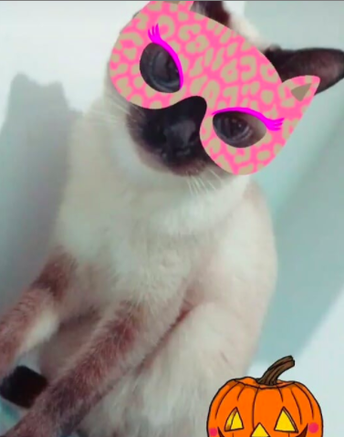 21 Disfraces para celebrar Halloween con tus perritos y gatitos
