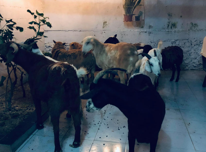 animales refugio huracán Delta cancún