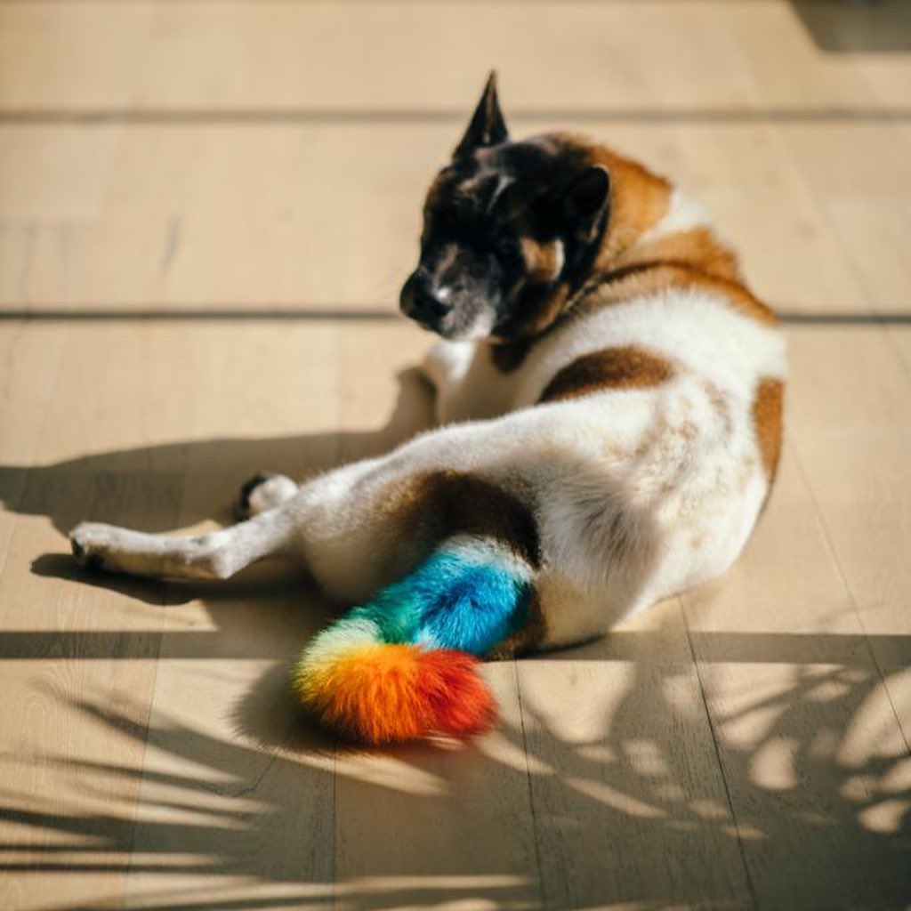 J Balvin perro con cola de colores