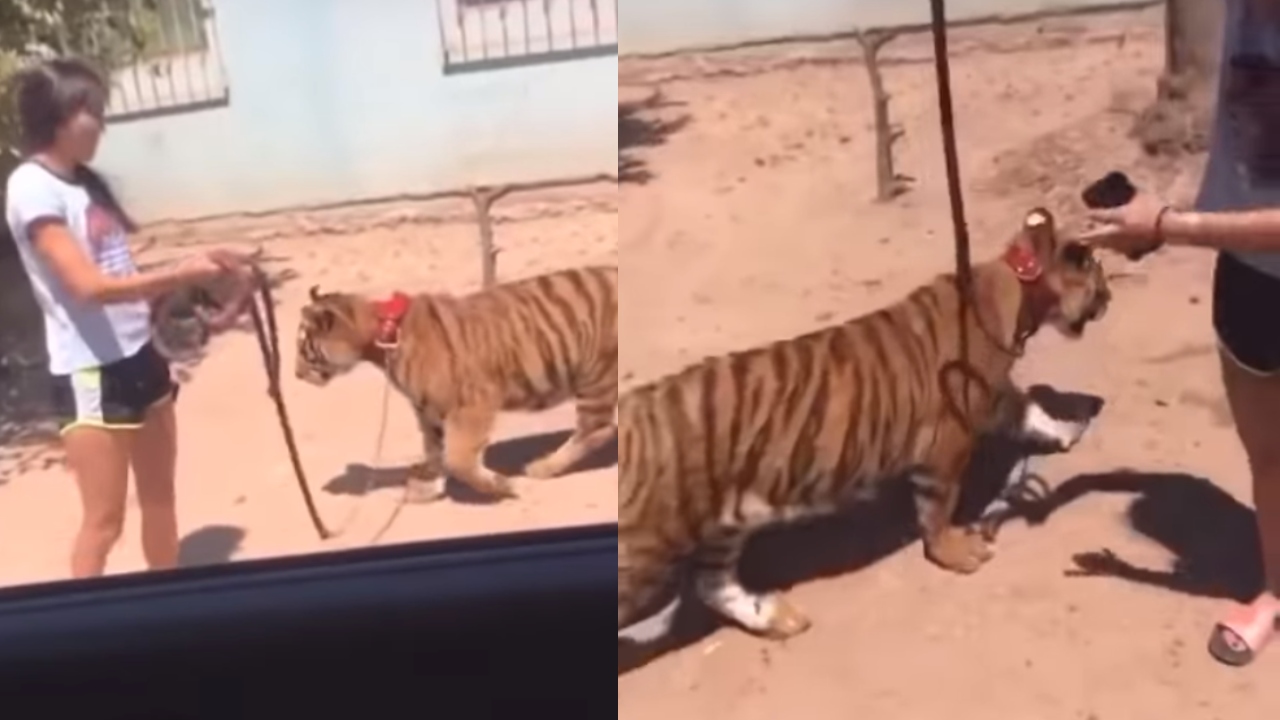 Niña pasea a un tigre con correa en Guasave, Sinaloa