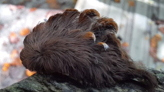 La oruga gato lanudo alerta por su aparición al ser de las más venenosas