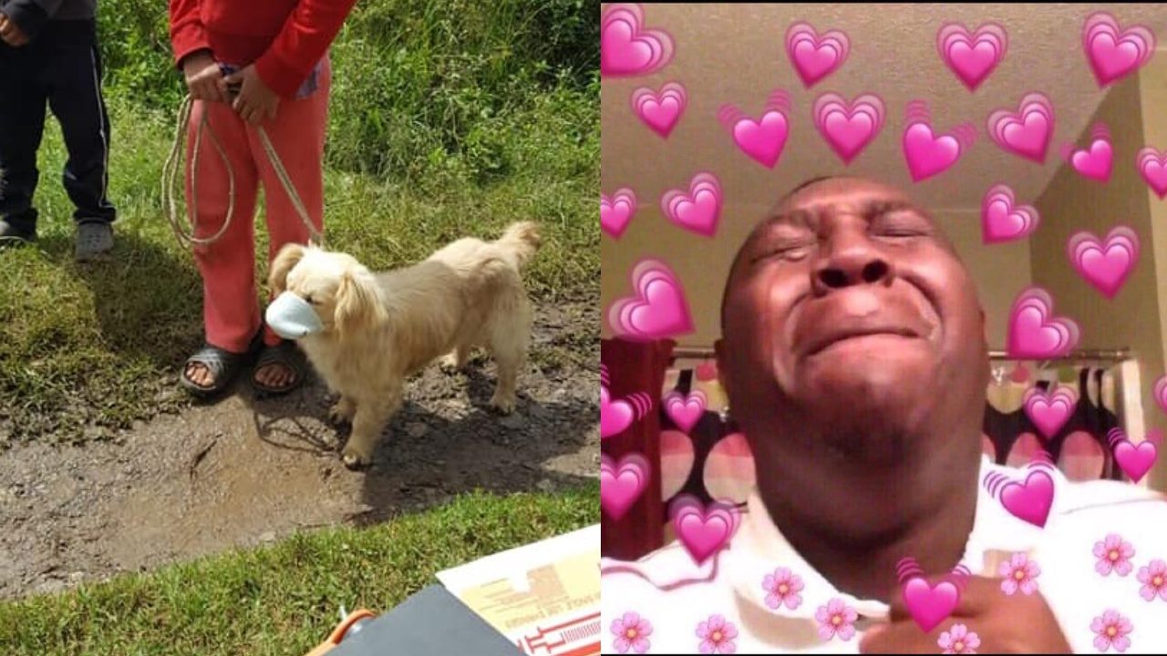 Perrito con cubrebocas va a vacunarse