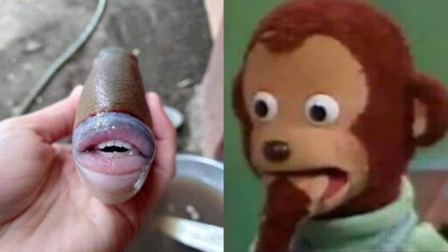 Pez labios y dientes de humano